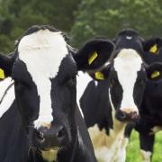 Vache Holstein dans un champs